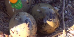 Campagne de stérilisation des œufs de goélands Agde Le Cap d'Agde