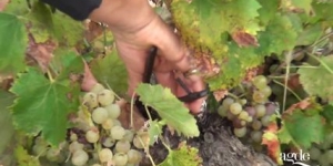 Les vendanges des aînés 2014 Agde Le Cap d'Agde