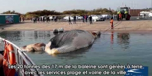 Une baleine rorqual commun dérivait au large du Cap d'Agde le 19 octobre 2018