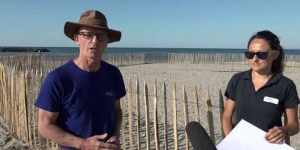 Protection renforcée pour le petit oiseau rare nichant sur les plages du littoral agathois