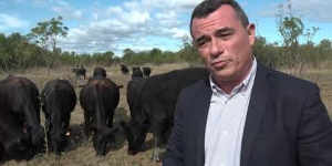 Vaches, un retour remarqué !