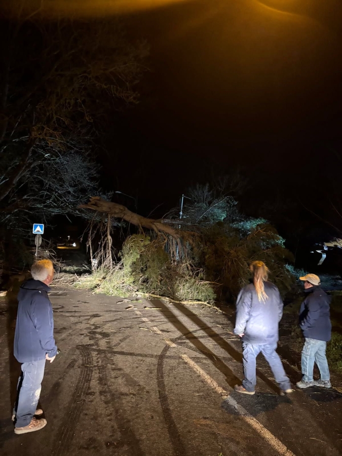 Intervention sur un arbre couché en travers de la route